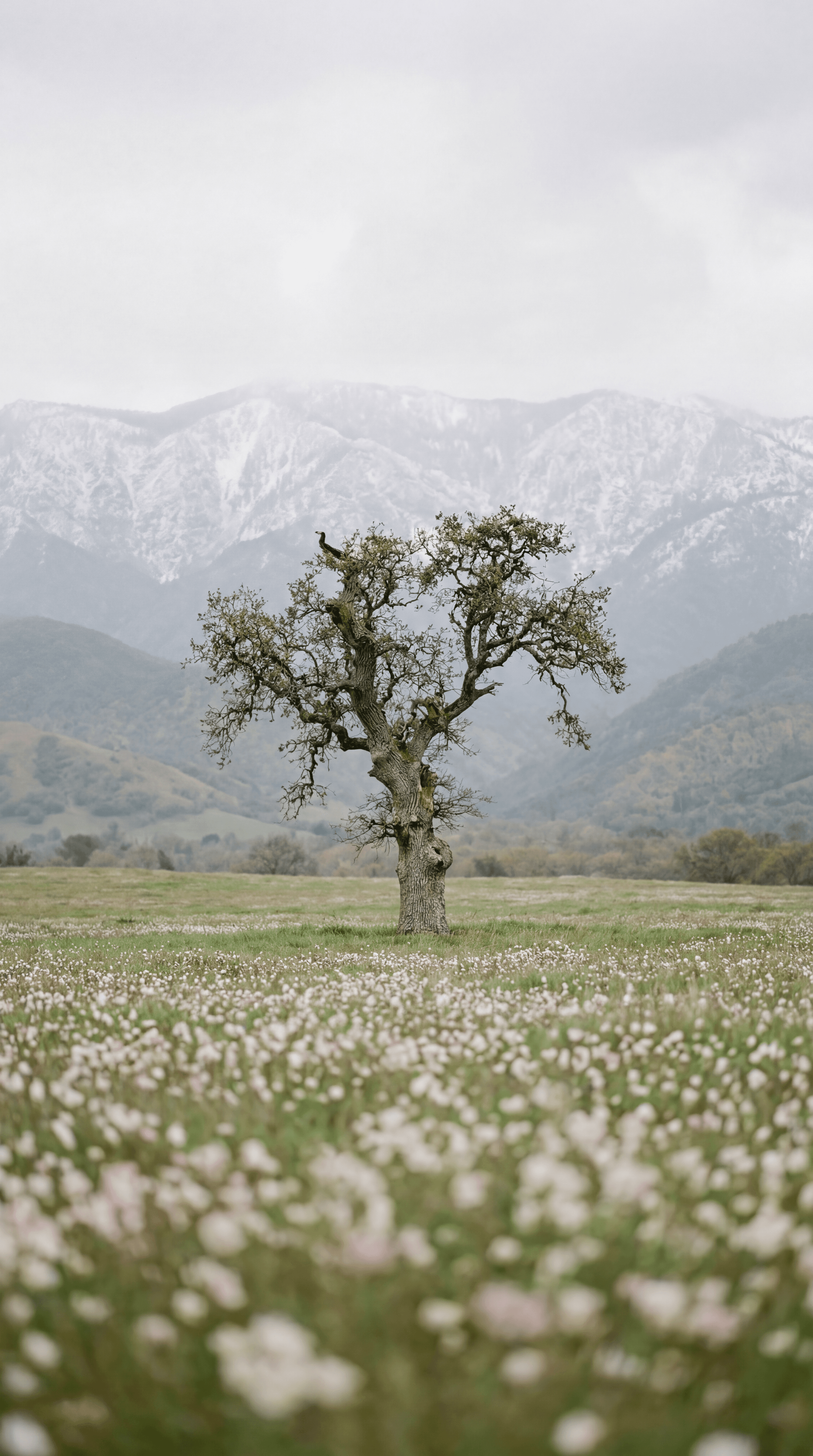 Old Tree Clouded Field